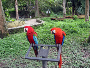 Прямо у дорожки были два больших попугая Ара Красных.