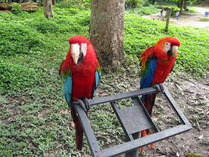 Прямо у дорожки были два больших попугая Ара Красных.