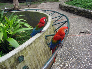 Попугаи Ара в Зоопарке Каракаса.