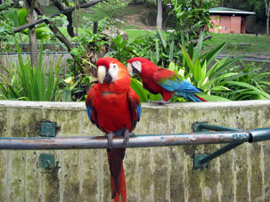 Попугаи Ара в Зоопарке Каракаса.