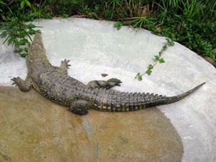 Прибрежный кайман (Crocodylus acutus) способен жить в солёной воде, для чего под языком у него есть выделительная железа, позволяющая ему сохранять ионный баланс. Питается мелкими млекопитающими, водными птицами, черепахами.