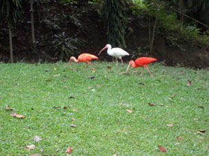 Красный, розовый и белый ибисы в Зоопарке города Каракаса.