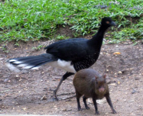 Агути (Окапи) и птица на дорожках Зоопарка в Каракасе.