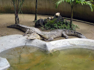 Оринокский кайман (caimán intermedius) является самым большим крокодилом Венесуэлы и, в соответствие со своим названием обитает в реке Ориноко.