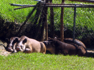 Тапиров (Tapirus terrestris) в Венесуэле называют данта.