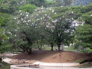 Малые белые цапли на острове -точно такие же, как на воздушной базе имени генералиссимуса Франсиско де Миранды.