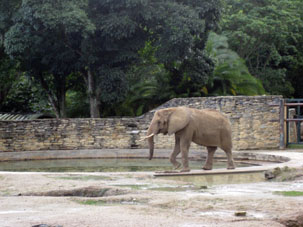 Как во всяком уважаемом зоопарке, в Карикуао есть слон. Понятное дело, что слон не может ходить в толпе людей, так же как и заходить в посудную лавку. Но здесь здесь он находится не за забором, а просто ограждён от посетителей рвом. Слона хорошо видно и удобно фотографировать без всяких помех. Кидать угощение или что-либо слону запрещают служители зоопарка.