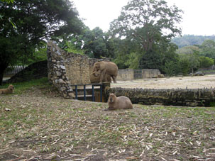 Как во всяком уважаемом зоопарке, в Карикуао есть слон. Понятное дело, что слон не может ходить в толпе людей, так же как и заходить в посудную лавку. Но здесь здесь он находится не за забором, а просто ограждён от посетителей рвом. Слона хорошо видно и удобно фотографировать без всяких помех. Кидать угощение или что-либо слону запрещают служители зоопарка.