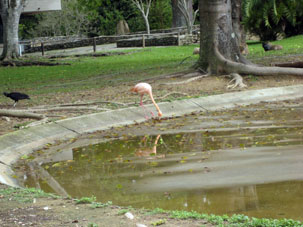 Фламинго ходил по пруду и что-то вылавливал клювом в воде.