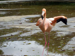 Он подходил ко мне и не боялся. В зоопарке Мериды мексиканского штата Юкатан фламинго находятся за барьером, но близко к человеку не подходят, предпочитая придерживаться противоположной стороны. ВЮкальтепене, природном парке мексиканского штата Юкатан, где я бывал неоднократно, нам не удавалось подойти к фламинго ближе чем на полкилометра.