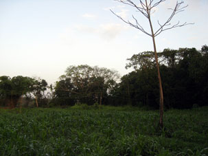 Кукурузное поле рядом с аэродромом Тукупиты.