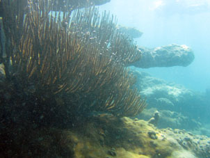 Кораллы в виде куста.