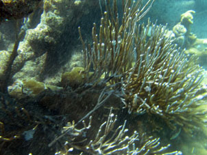 Кораллы в виде куста.