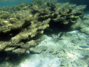 Рыбы среди кораллов.