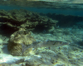 Эта рыба чуть не сглазила мой фотоаппарат: от её взгляда чехол приоткрылся и внутрь попала вода (опять на Сомбреро!).