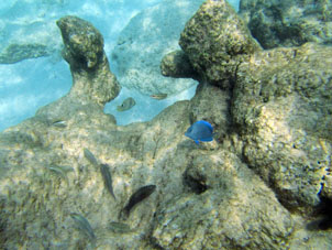 Рыбки среди кораллов атолла Сомбреро.