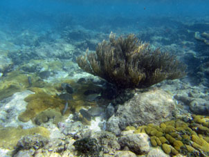 А этот коралл у меня был Новогодней ёлочкой. То есть я разослал поздравительные письма по электронной почте с изображением этого коралла, вокруг которого рыбки водят хоровод.
