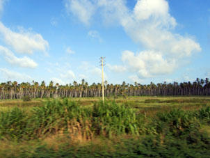 Посадки кокосовой пальмы между дорогой и берегом Карибского моря.