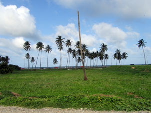 Посадки кокосовой пальмы между дорогой и берегом Карибского моря.
