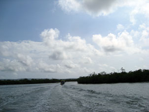 Лодка шла по протокам через мангровые заросли. Мангры растут на затопляемых или слегка выступающих над уровнем моря островках, которых здесь называют cayos.