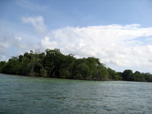 Лодка шла по протокам через мангровые заросли. Мангры растут на затопляемых или слегка выступающих над уровнем моря островках, которых здесь называют cayos.