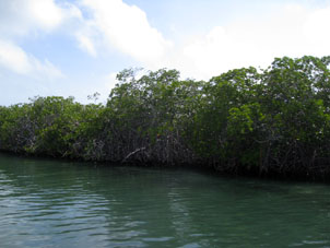 Иногда мангры образуют кустарниковую растительность, которые могут потом вырасти в леса.