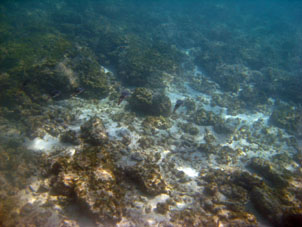Кальмары у берегов атолла Сомбреро.