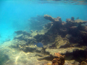 Подводный мир у северного (внешнего) берега атолла Сомбреро в Национальном парке Моррокой,