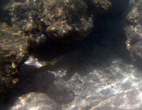 Подводный мир у северного (внешнего) берега атолла Сомбреро в Национальном парке Моррокой,