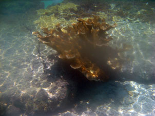 На юге от острова Сомбреро встречаются такие кораллы.