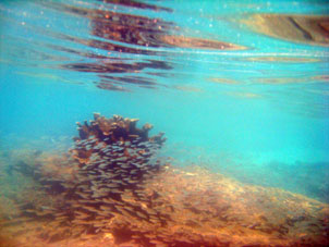 Подводный мир у южного (внутреннего) берега атолла Сомбреро в Национальном парке Моррокой.