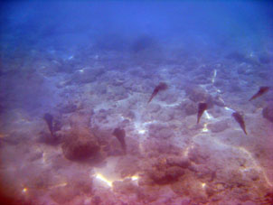 Подводный мир у южного (внутреннего) берега атолла Сомбреро в Национальном парке Моррокой.