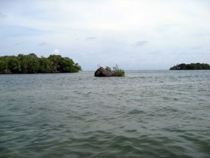 Иногда мангровые растения отделяются от леса и плавают по воле волн.