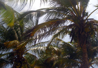 Верхушки кокосовых пальм на острове Сомбреро.