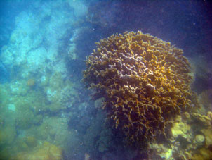 Кораллы атолла Сомбреро.