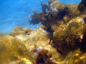 Кораллы атолла Сомбреро.