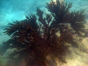 Подводный мир у северного (внешнего) берега атолла Сомбреро в Национальном парке Моррокой.