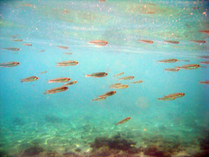 Подводный мир у южного берега атолла Сомбреро в Национальном парке Моррокой.