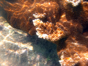 Подводный мир у северного (внешнего) берега атолла Сомбреро в Национальном парке Моррокой.