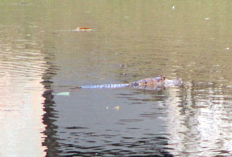 В этом озере водятся крокодилы (аллигаторы).