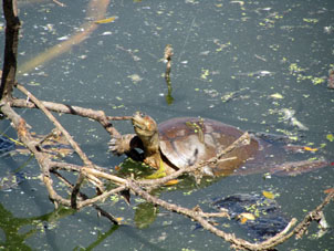 Черепаха в озере Конопойма.