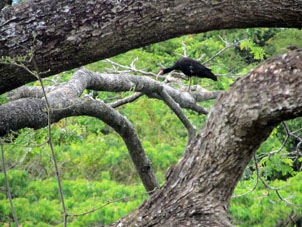 Чёрный ибис чешет клюв о дерево.