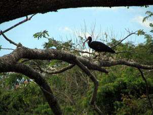 Чёрный ибис на дереве.