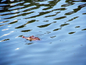 Кайман в озере Конопойма.