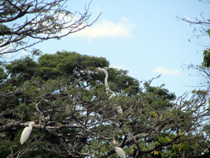 Белые цапли на дереве.