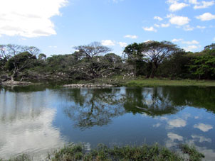 Островки на озере с деревьями, на которых любят гнездиться белые цапли.