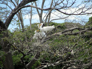 Белая цапля на гнезде с птенцами.