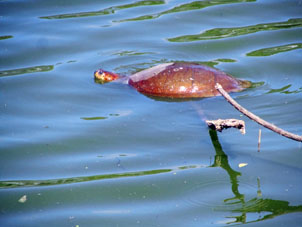 Водяная черепаха в озере Конопойма.