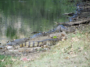 Иногда крокодилы вылезают на берег озера. Говорят даже, что вечером доползают до штаба бригады, но днём они лежат рядом с кромкой воды и при приближении людей спасаются вводу.