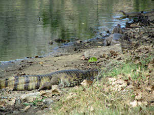 Иногда крокодилы вылезают на берег озера. Говорят даже, что вечером доползают до штаба бригады, но днём они лежат рядом с кромкой воды и при приближении людей спасаются вводу.